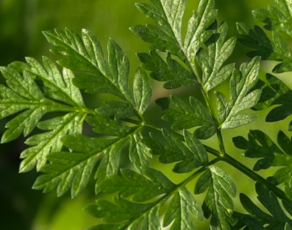 Sunlit green leaves